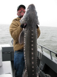 White Sturgeon