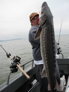 Lower Columbia White Sturgeon